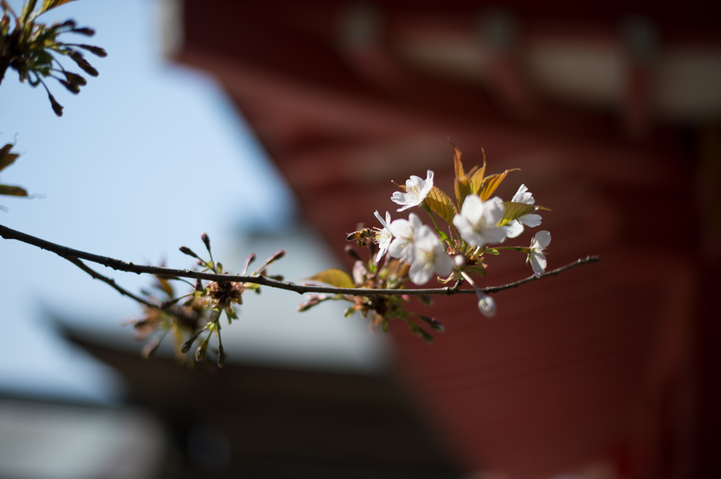 そして、春。