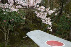 F-86翼　～桜～