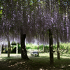 藤園-2