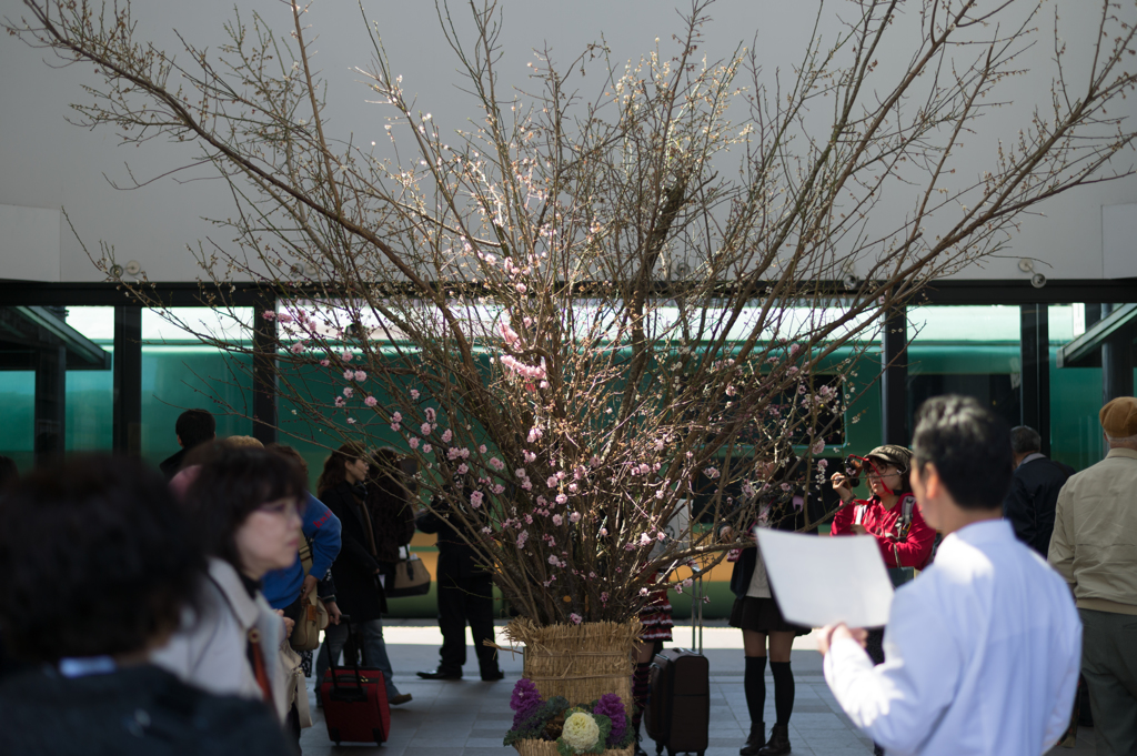由布院駅　列車と梅の花