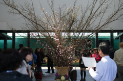 由布院駅　列車と梅の花