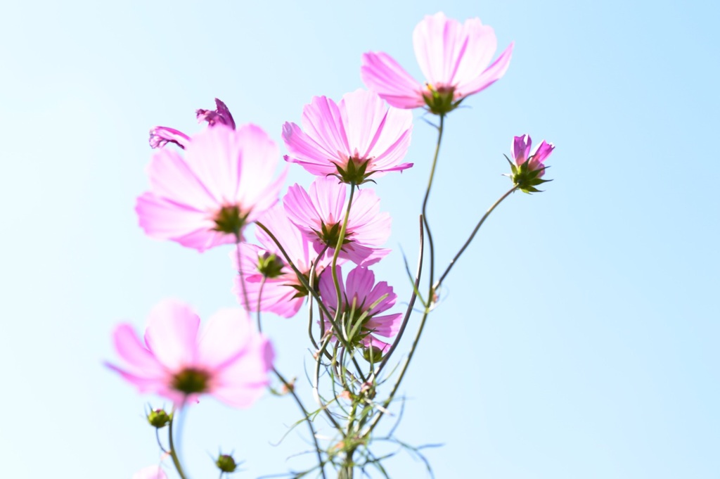 秋桜07 272E
