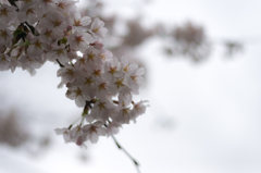雨桜