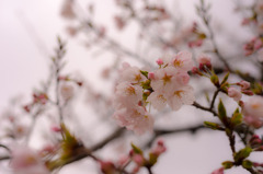 雨なのに。