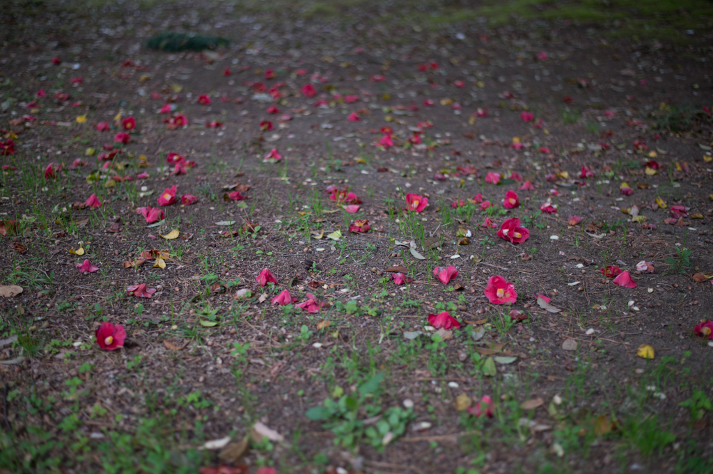 camellia falling down