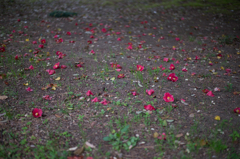 camellia falling down