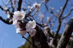 白梅