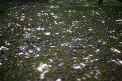 藤園-5