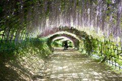 幻想的な藤園