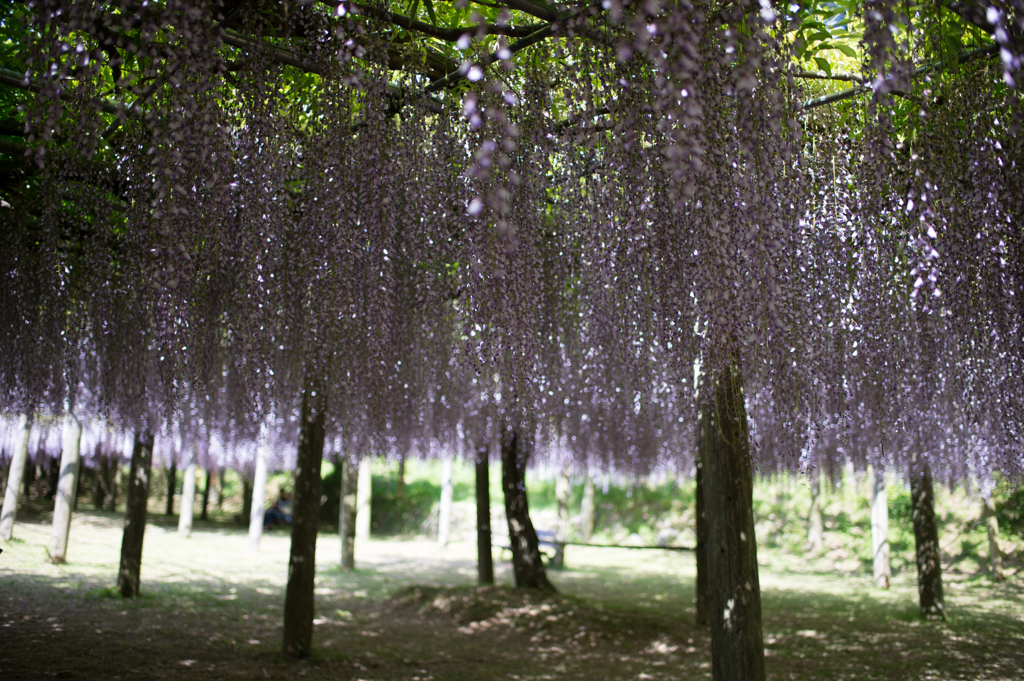 藤園-1