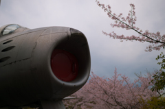 F-86　－桜ー