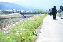 秋桜通り 中津市三光  272E