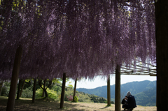 藤園-3