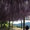 藤園-3