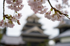 桜の中のお城