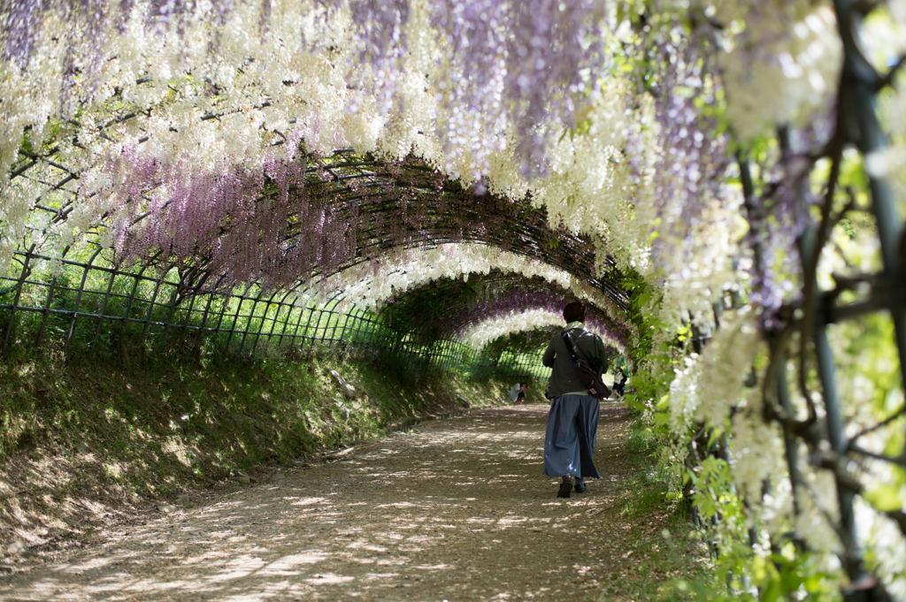 藤園-4