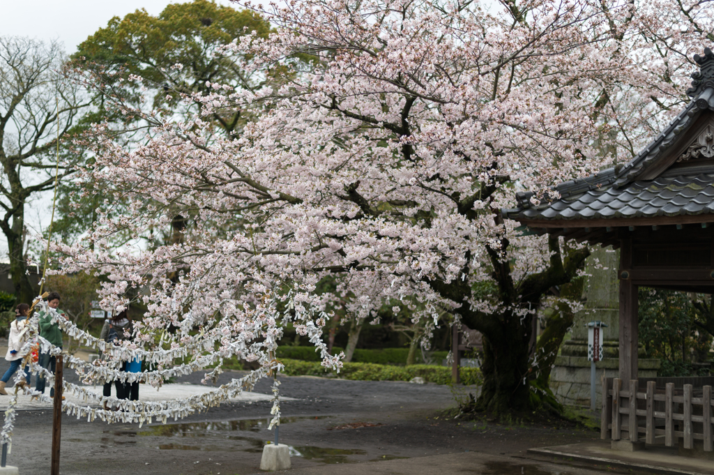 雨垂れ桜