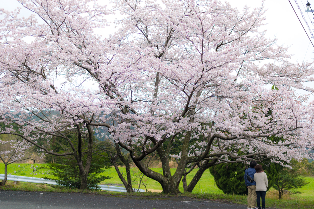 二人桜