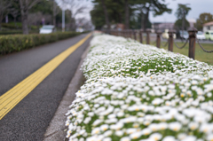 花のみち
