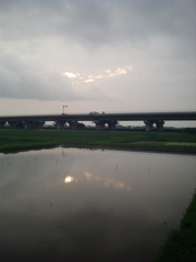 2015/07/05_水田に曇天