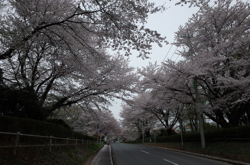 2015/04/04_無線山の桜