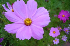 2014/06/14_伊奈バラ園のコスモス