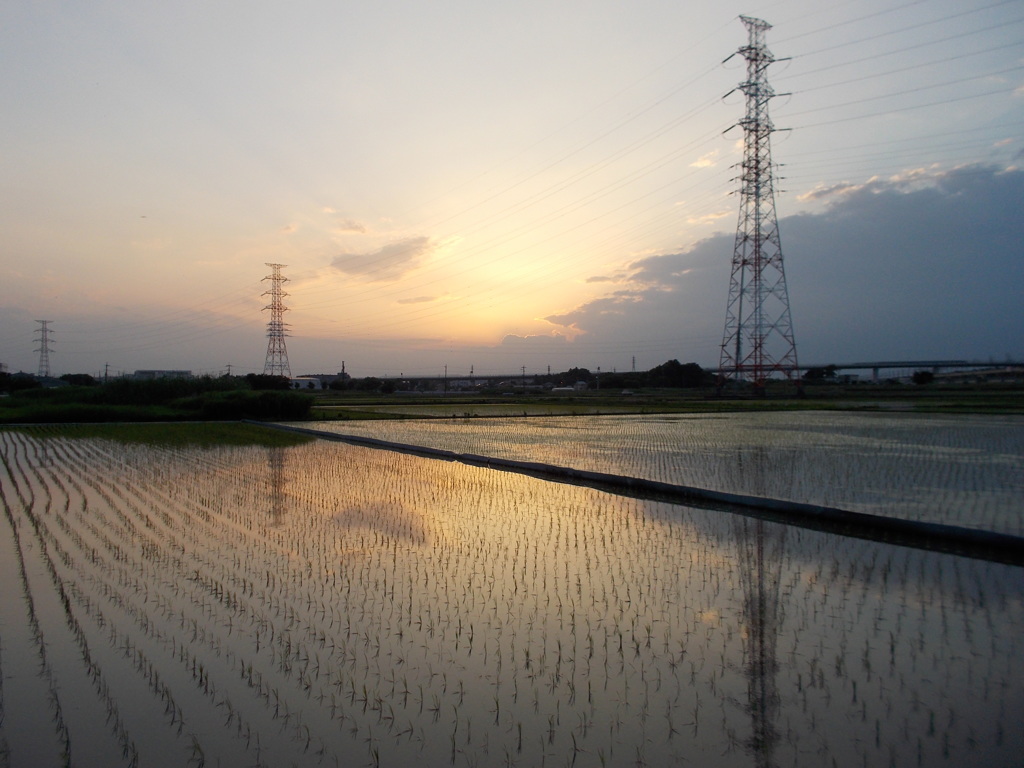 2017/06/11_水田の夕暮れ