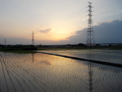 2017/06/11_水田の夕暮れ