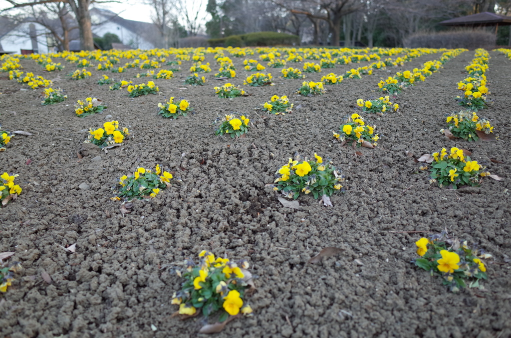 2015/02/15_花の丘農林公苑