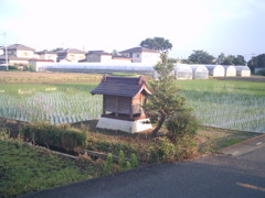 2017/06/11_田んぼの中の社