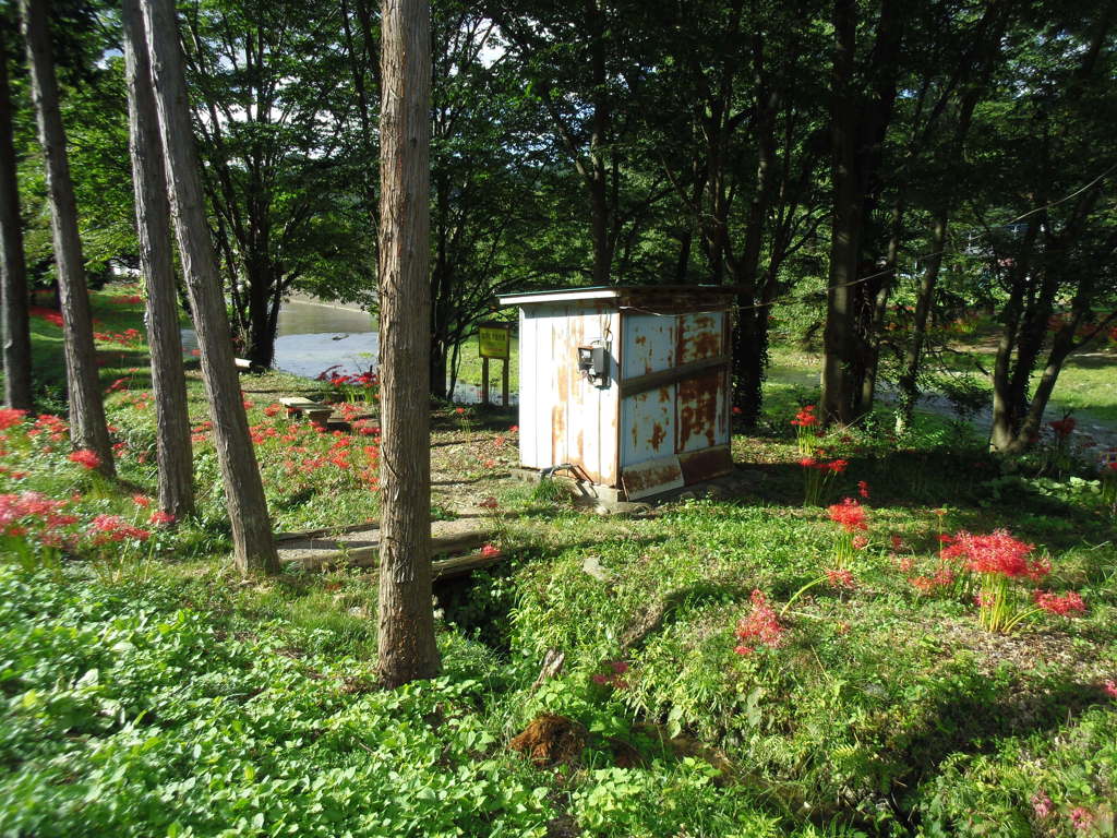 2017/09/18_安戸の槻川流域の彼岸花