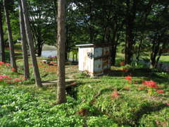 2017/09/18_安戸の槻川流域の彼岸花