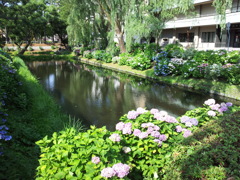 2018/07/14_盛岡城跡公園（岩手公園）鶴ケ池
