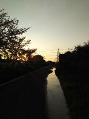 2017/04/15_夕暮れ桜と水溜まり