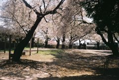 2019/04/06_氷川児童公園の桜