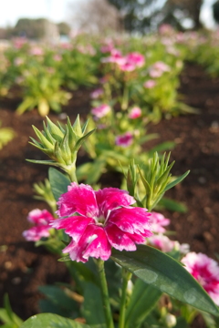 2016/03/19_花の丘農林公苑のナデシコ