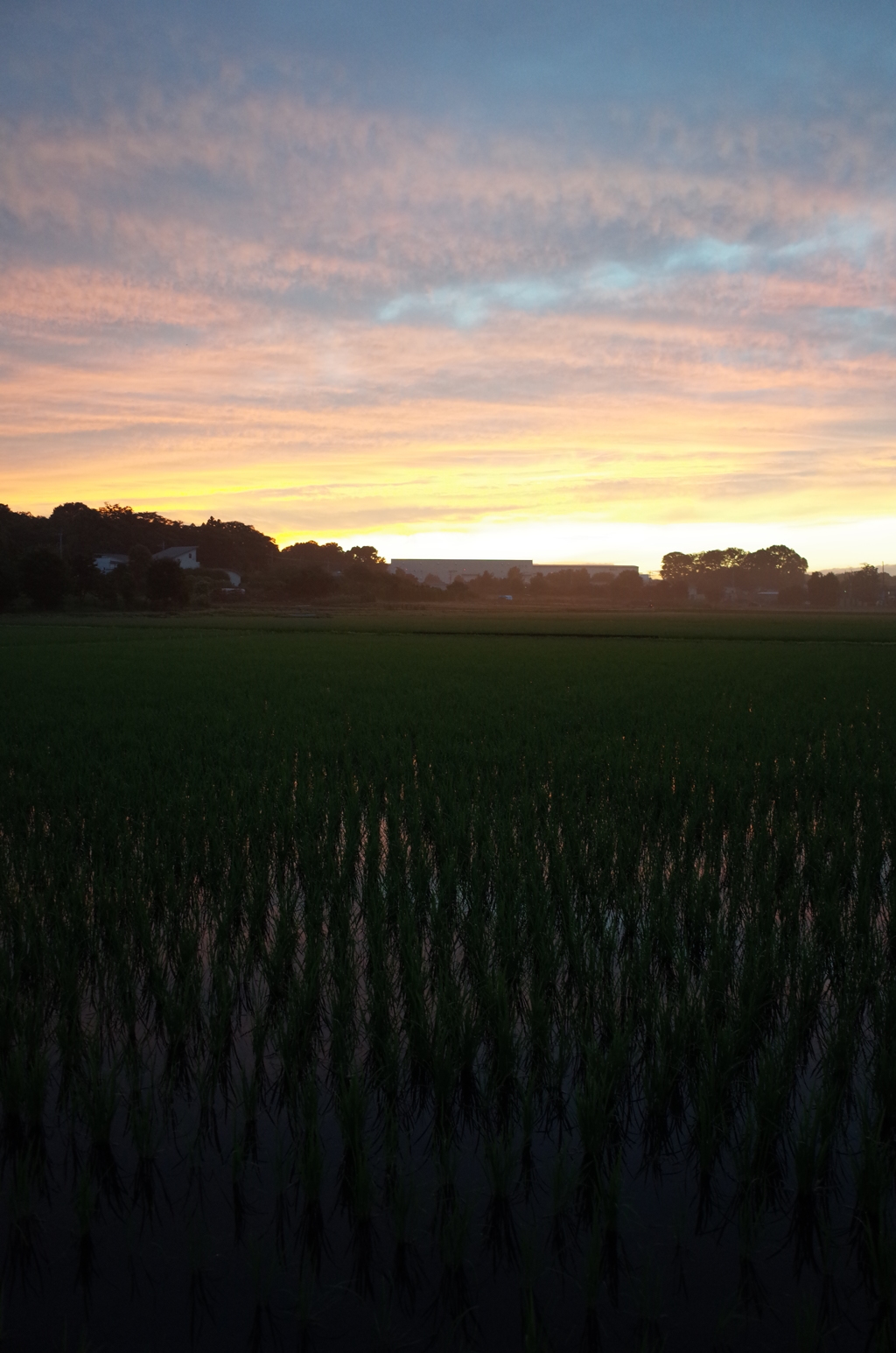 2015/06/27_水田の夕暮れ