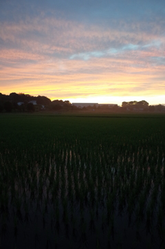 2015/06/27_水田の夕暮れ
