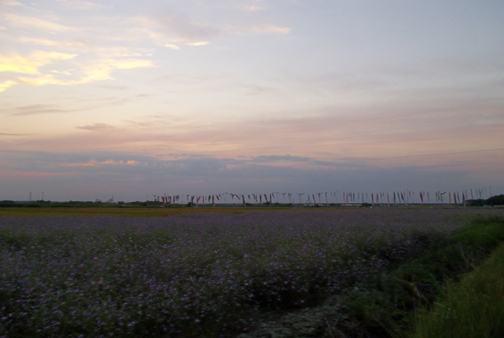 2015/05/24_夕空に鯉のぼりと花畑