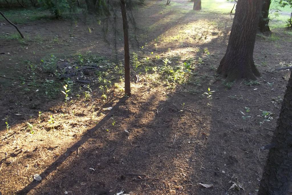 2015/05/24_夕暮れのゴルフ場