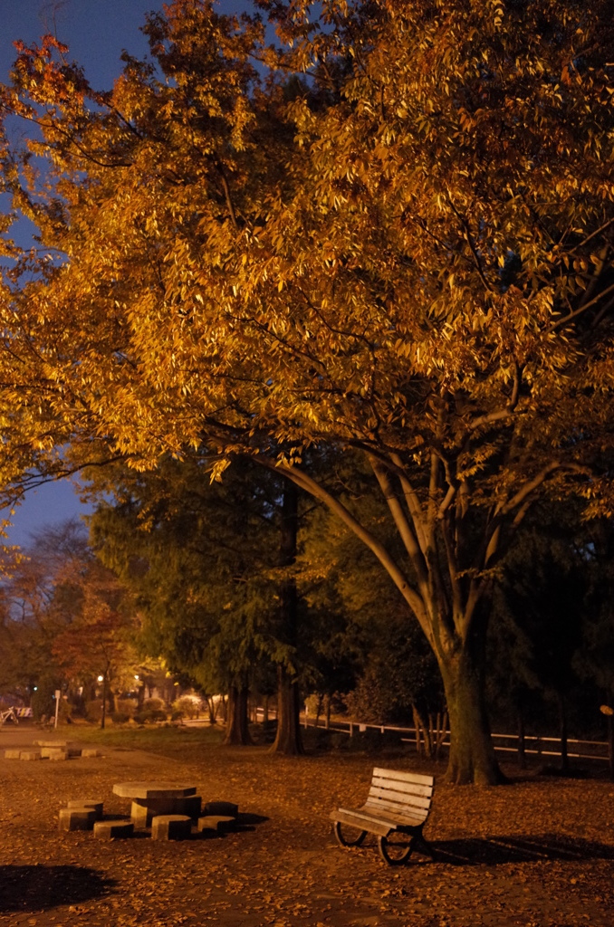 2014/11/02_夜の別所沼公園