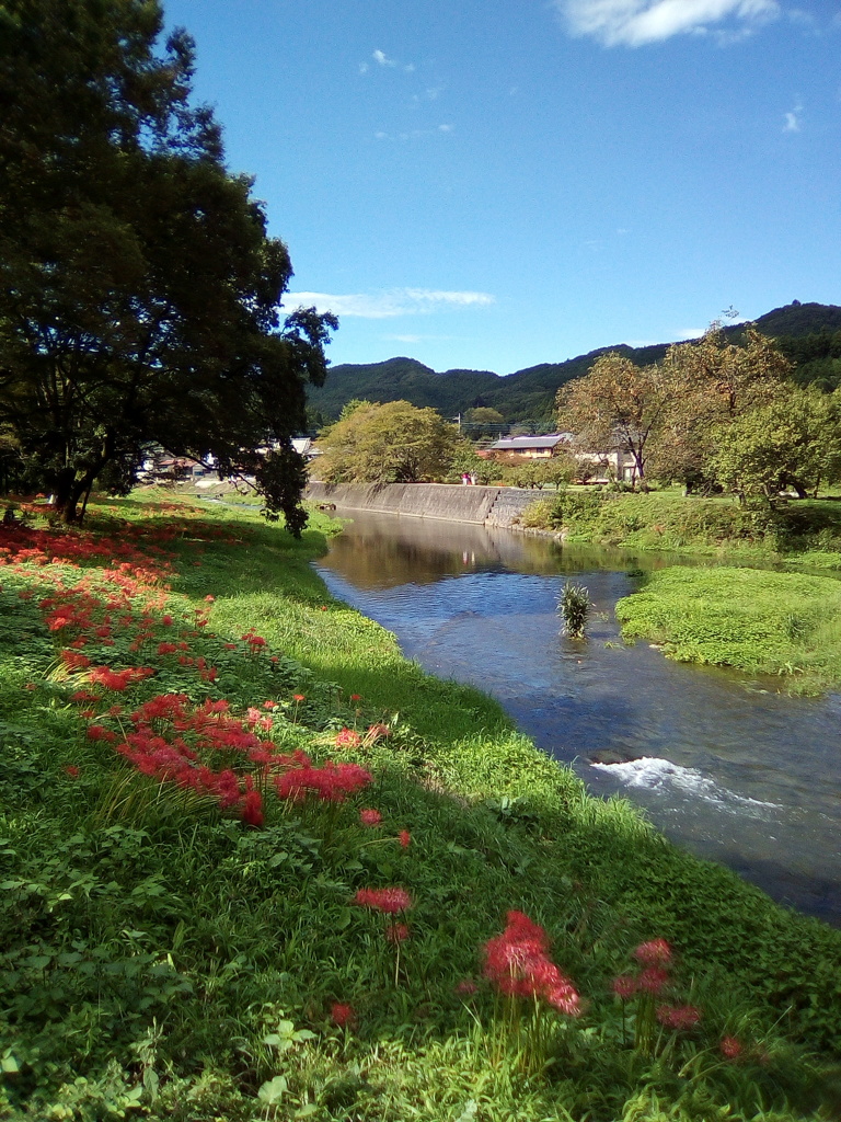 2018/09/22_安戸河原の彼岸花