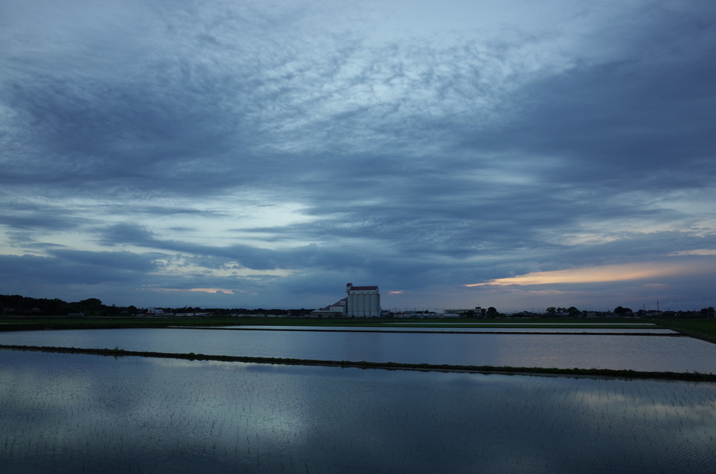 2015/06/21_水田の夕暮れ