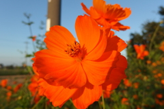 2015/09/22_キバナコスモス