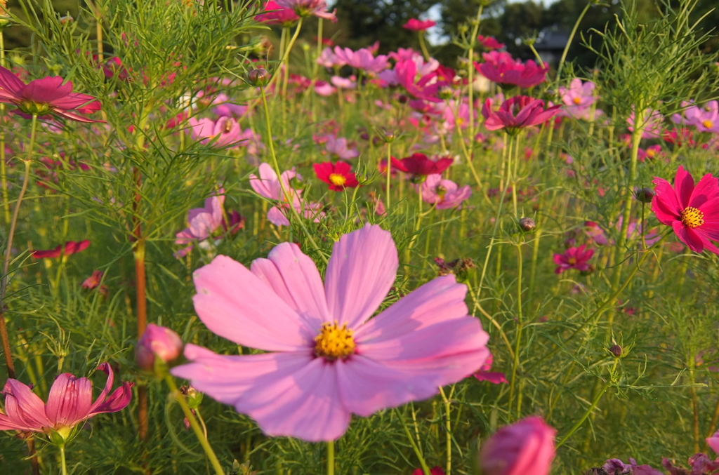 2014/06/14_伊奈バラ園のコスモス