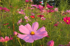 2014/06/14_伊奈バラ園のコスモス