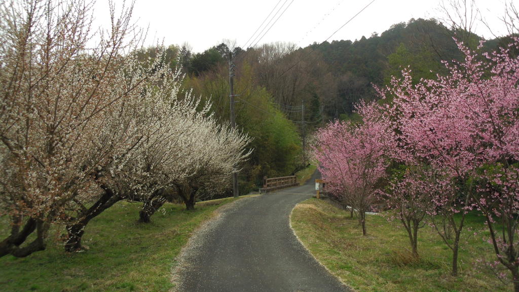 2013/03/20_毛呂山の梅