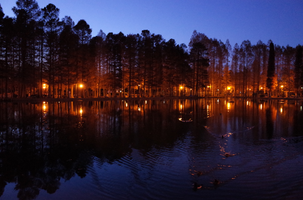 2014/12/14_夕暮れの別所沼公園