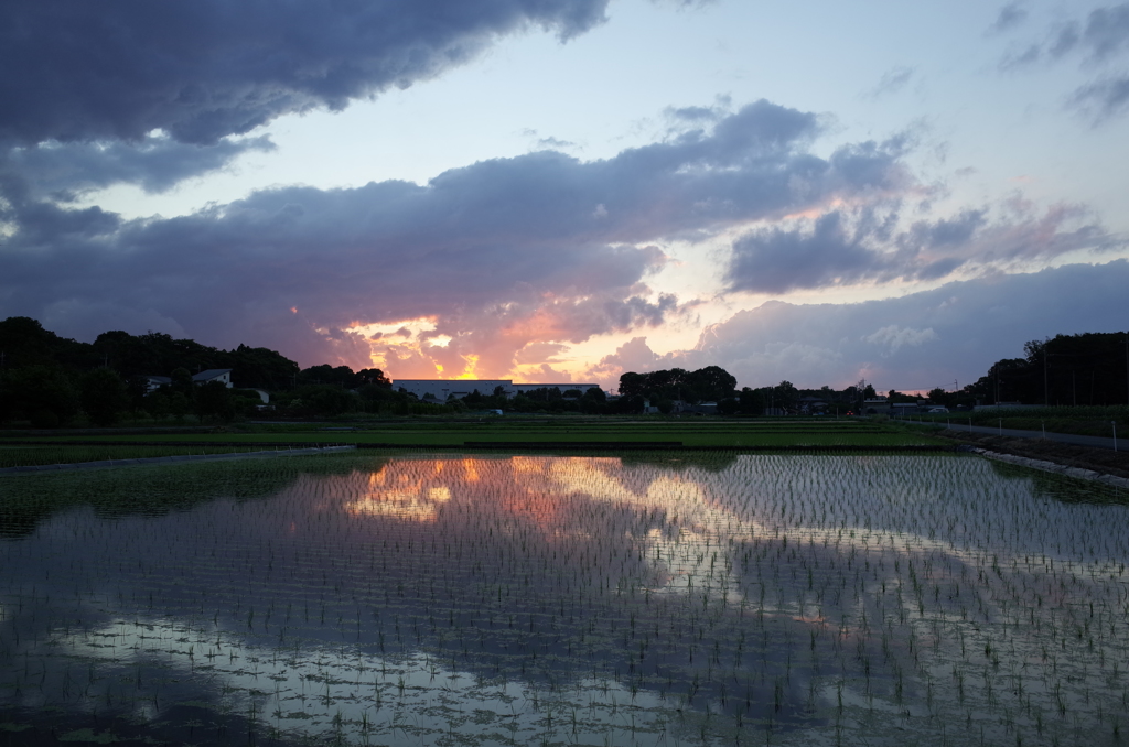 2015/06/06_水田の夕暮れ