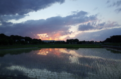 2015/06/06_水田の夕暮れ